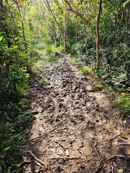 八里灣山-小百岳#91-花蓮縣豐濱鄉3019220