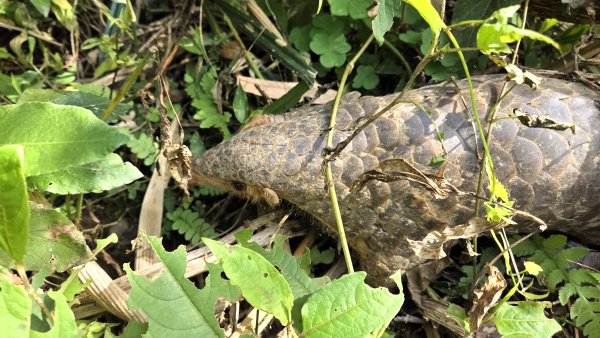 桃園復興枕頭山及薑母島偶遇穿山甲的悠閒O型走