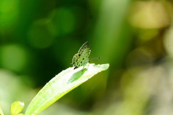 埔里彩蝶瀑布之國姓鄉眉冷山及糯米橋1466161