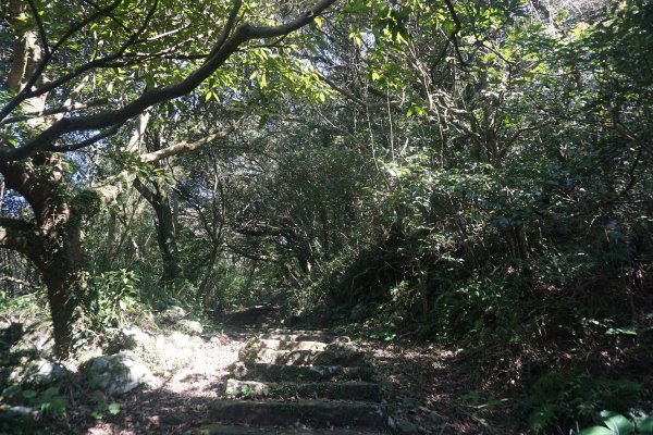 大屯山系｜彌陀山、青楓步道1282656