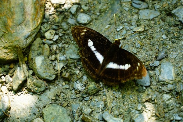 埔里彩蝶瀑布之國姓鄉眉冷山及糯米橋1466212