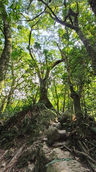 叮叮叮：一個人的微笑山線😊2917434