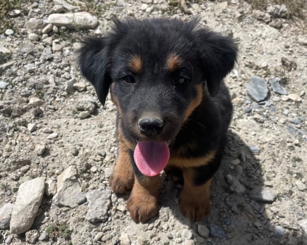 西藏♥️可愛動物🐎人物寫真/拉薩旅拍/美食2902917