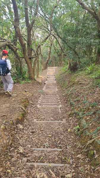 2025-0204 鶯歌_大凍山_三角埔頂山_迴龍2707964