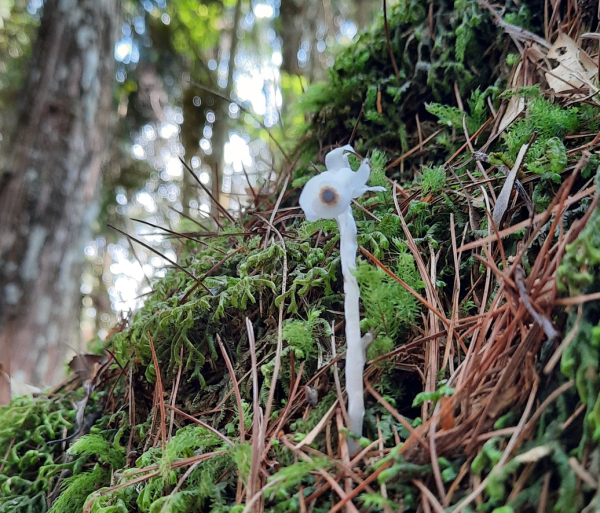《南投》溪頭四姝｜杉林溪杜鵑林步道環金柑樹山O型