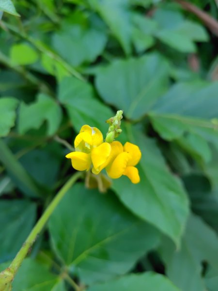 唐子恩山 廢棄油礦2919005