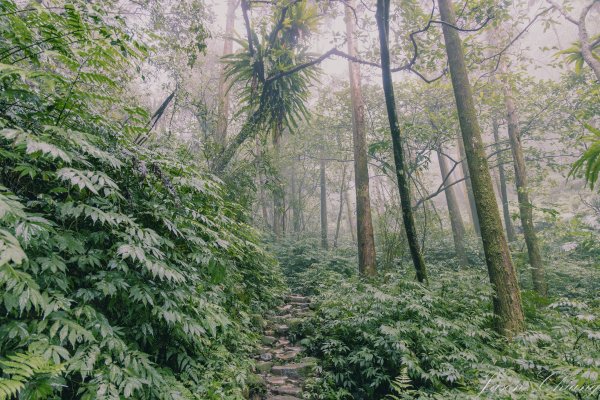 [新北]二格山2730205