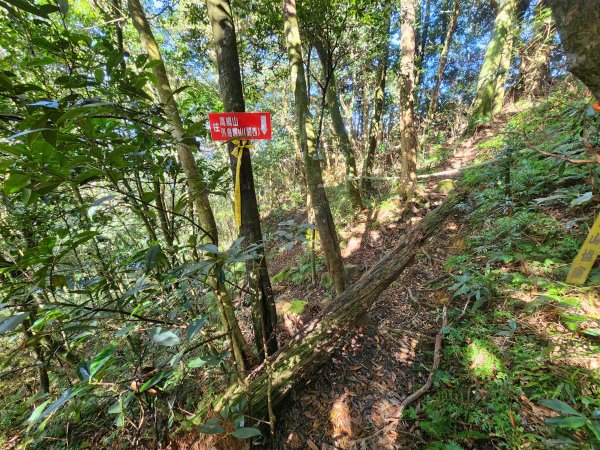 20250112貴妃山那結山外鳥嘴山蓮包山O型2727145