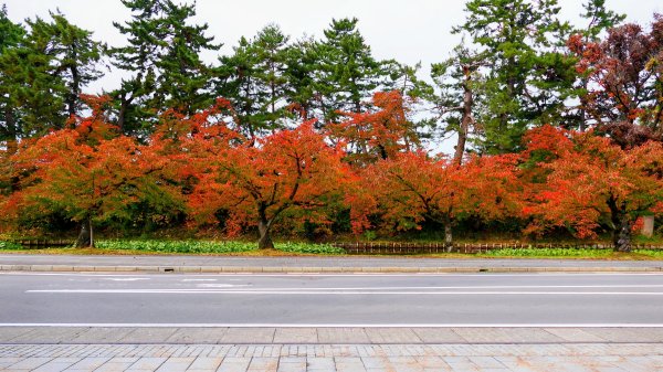 青森縣津輕藩睡魔村2929964