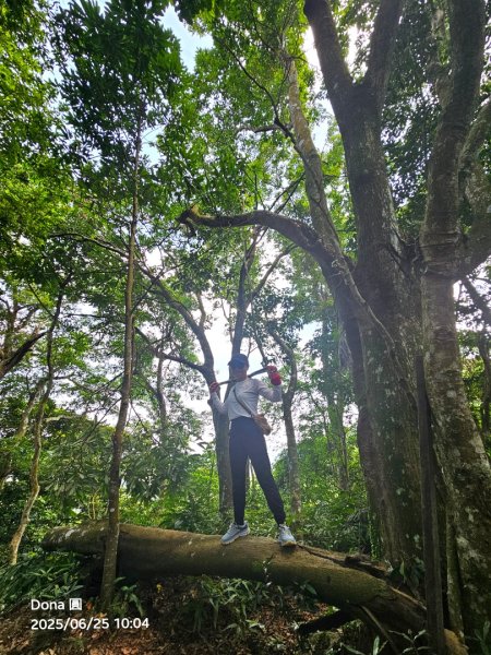 大溪大九芎步道上小百岳溪洲山(H577m)2844300