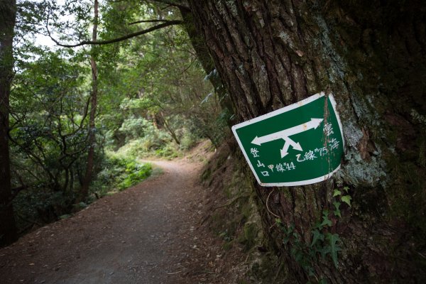 猴子就是愛爬山(奇萊南華)#5.6567217