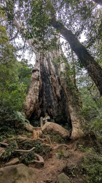 北得拉曼巨木步道2695492