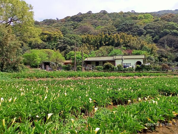 【發現陽明山】頂北投→陽峰古道→陽明山花鐘→陽明書屋→紫明溪步道→竹子湖海芋季2463822