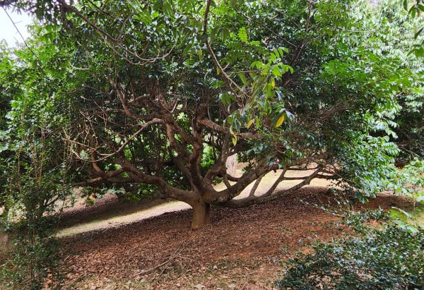 112/1/8苗栗縣頭屋鄉曲洞宮-墨硯山北峰-墨硯山-曲洞宮O型1992952