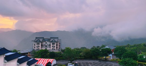 #豔紅鹿子百合 #大鳳蝶（有尾型雌） 8/173108441