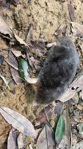 銀河洞越嶺貓空-新高麗坑山-銀獅縱走-猴山岳群峰+三條魚縱走2998289