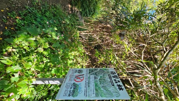 【暑假停課不停走】解鎖第49座小百岳#093都蘭山2822523