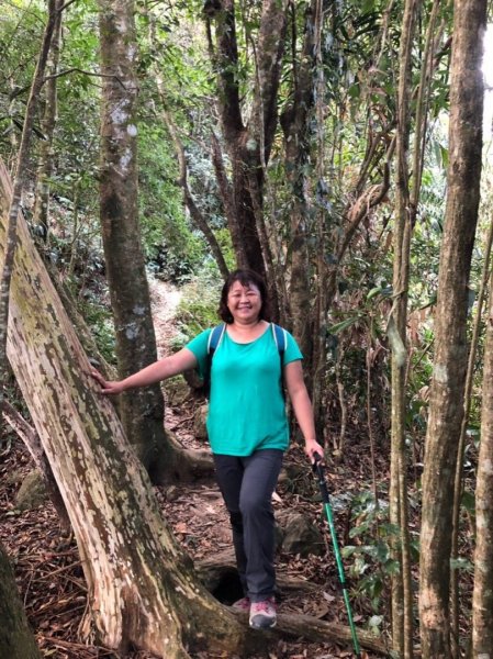 驚驚車程的九份二山之賞梅趣503676