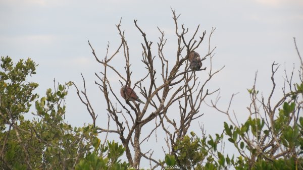 《彰化》海空夕照｜王功燈塔及芳苑海空步道健行賞冬候鳥202601102980325