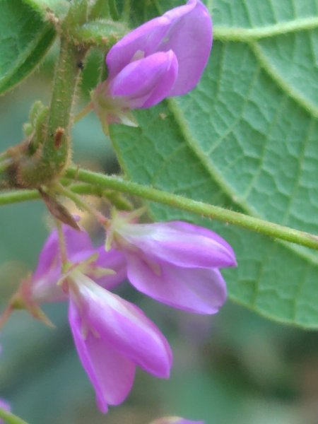 關頭山 舊武界越山 巴蘭山2892113