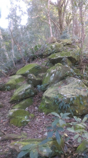 20160229新竹關西蓮苞山,外鳥嘴山31324