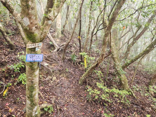 20230409那羅山、煤源山、大混山、道下山O型2141995