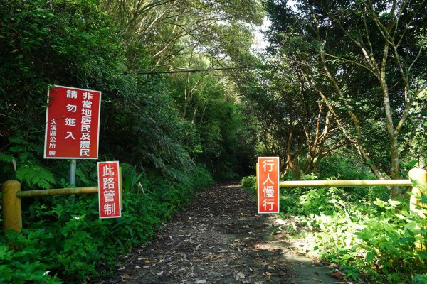 桃園 復興 枕頭山、阿姆坪山2794109