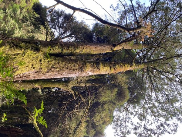 1131215大塔山步道2669073