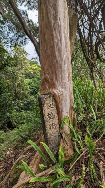 112.04.04王公坑山-烏塗窟山之開滿血藤花2120602