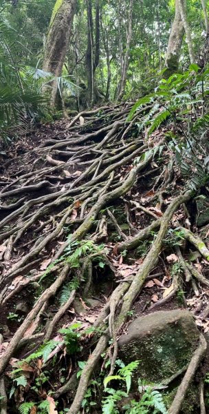 光天高山 - 向天湖山(小百岳32) 小O一圈2876945