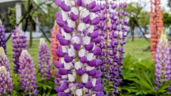 《西江月。魯冰花艷台大》2725795