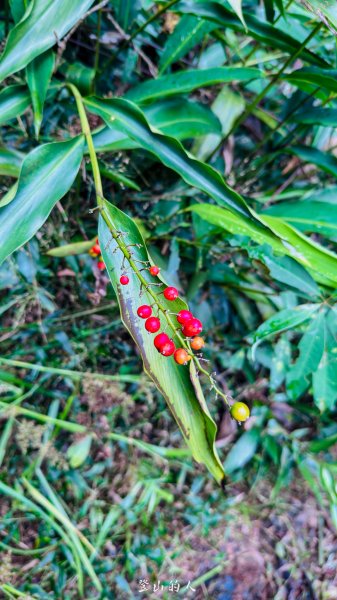 水沙漣古道｜二坪山2979996