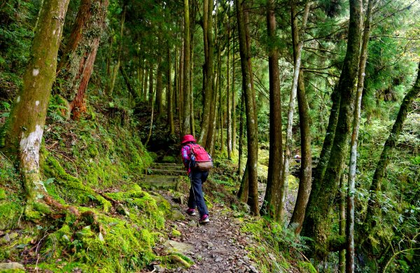 檜山巨木森林步道481543