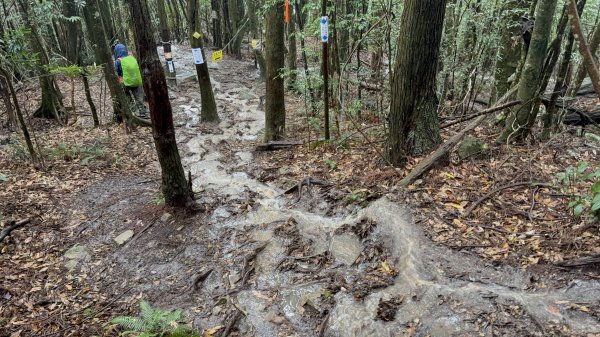 回程下雨的 松鶴上 八仙山 202510252925763