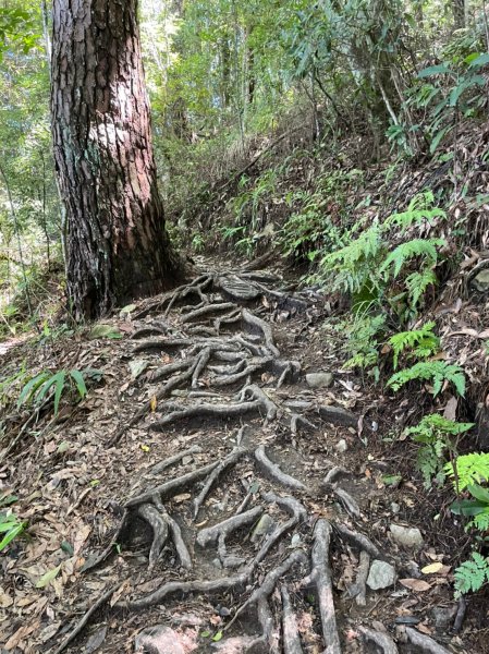 東卯山1750897