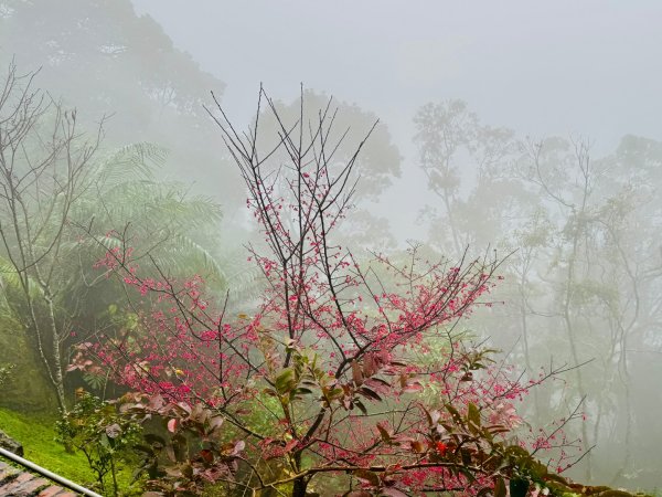 獅山 六寮古道 獅頭獅尾走一圈2992428