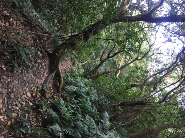 五酒桶山、南崁山2693324