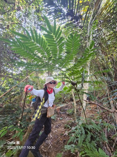 20251117新竹內灣三山四峰(內灣山.麥樹仁山南峰.麥樹仁山.白石湖山)2939894