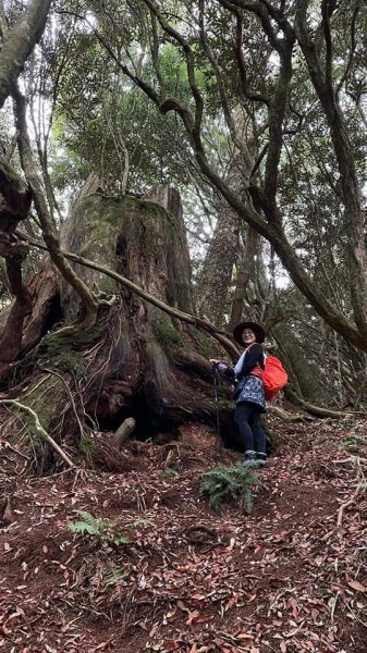 塔曼山越嶺達觀山連走拉拉山巨木群 - 神木巨木之旅1363250