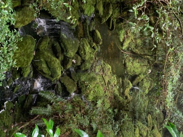 翠峰湖環山步道1153848