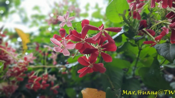 《台中》雙園連走｜東大公園連走都會公園202310072305973