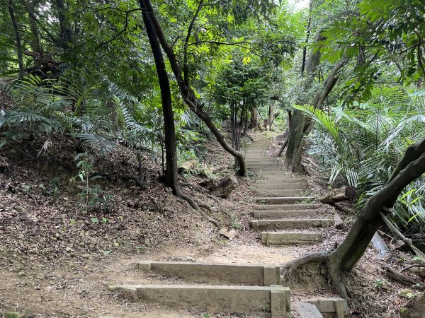 [微笑山線_第三段] 2025_0720 鳶山山系_鳶尾山2843652