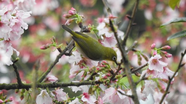 #綠繡眼 訪花 #吉野櫻 #天元宮 #楓樹湖 03162736679