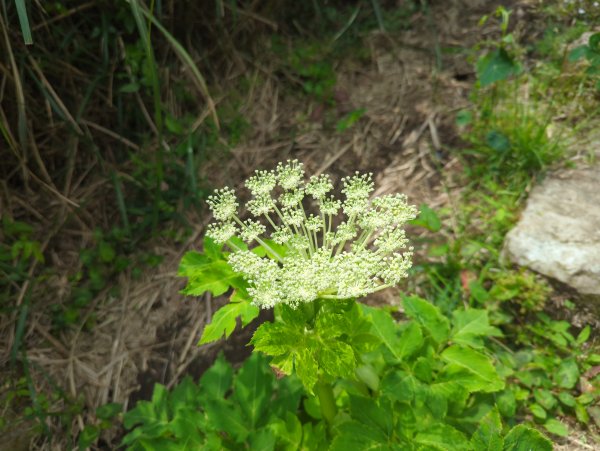 2025.05.17－大屯山步道下清天宮2790024