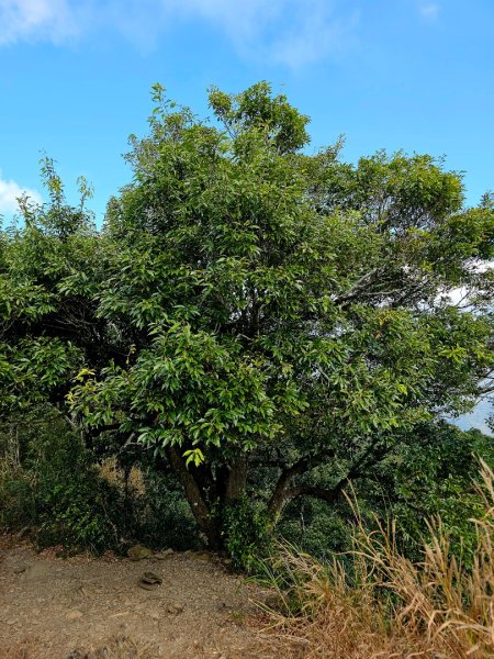 德文山步道(觀望山)-2024屏步青雲 尋寶任務2681819