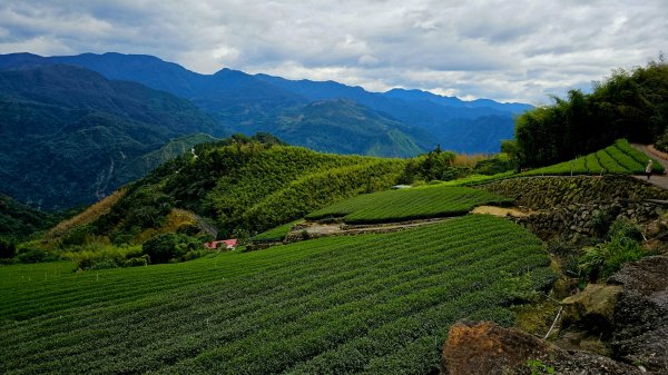 二延平步道&茶霧之道2636689