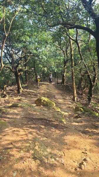 2025-0204 鶯歌_大凍山_三角埔頂山_迴龍2708003