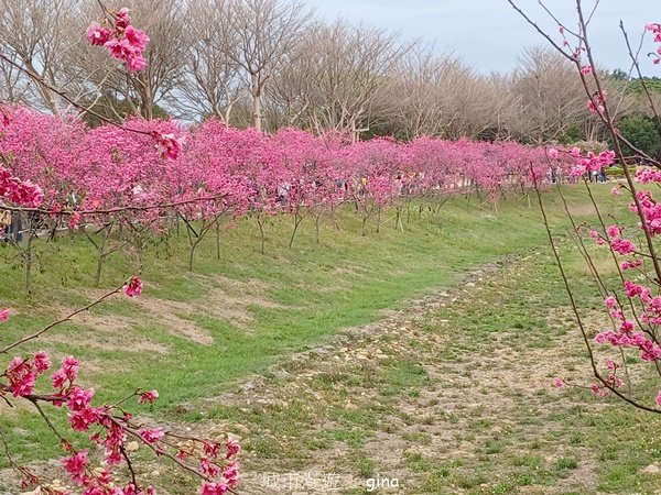 【台中后里】春日賞花。崴立機電櫻花公園2441582