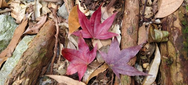 2026/02/18-屋我尾山步道（大雪山林道來回）3005107