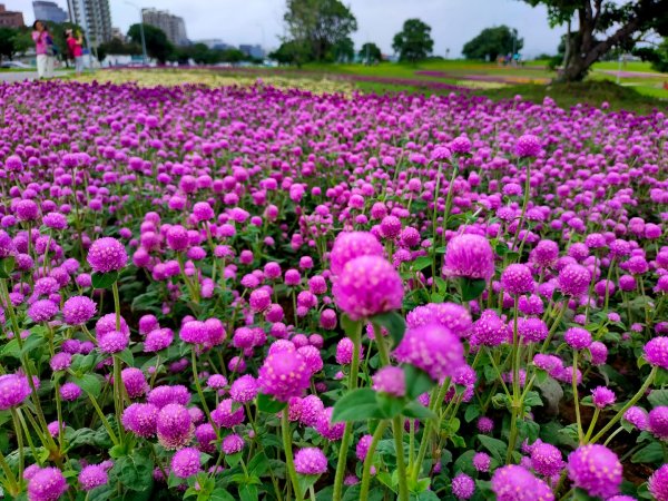 ［美堤河濱公園］［花海］（2023/10/9）2308080